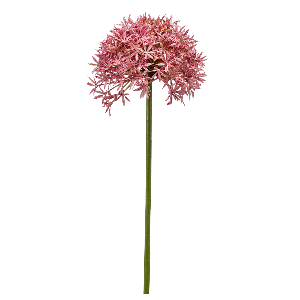 Allium Single Stem