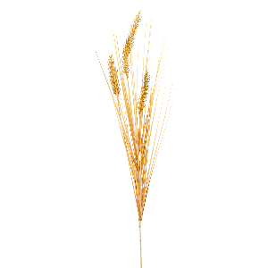 Grain Grass Single Stem