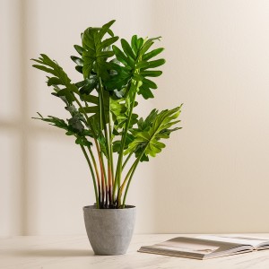 Philodendron Potted Plant 70 Cm