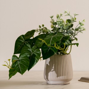 Alocasia Potted Plant Green 26 cm