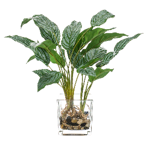 Aglaonema Potted Plant