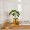 Philodendron Potted Plant 41 Cm