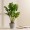 Philodendron Potted Plant 70 Cm