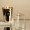 Basic Tumbler Gold 380Cc