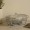 Finn Glass Oval Food Warmer Matte Silver 2.4 Litre