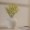 White Gypsophila Single Stem Flower 67 cm