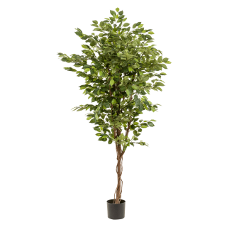 Ficus Deluxe 170Cm Trees