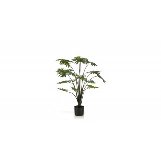 Philodendron 95Cm Trees