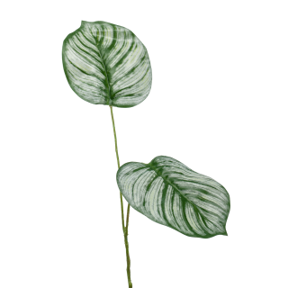 Calathea Green Leaf Spray
