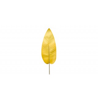 Canna Yellow Leaf
