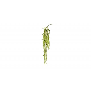 Amaranthus Vine 70Cm Green