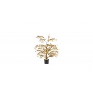 Areca Palm 27Lvs Gold 105 cm