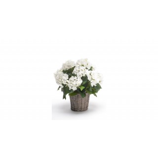 Hydrangea Bush 45 Cm White Basket