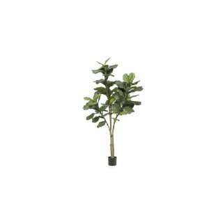 Ficus Lyrata 180 Cm