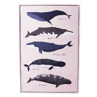 Uts Whales Names Framed Print