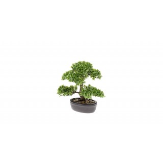 Ficus Mini Bonsai 32 Cm On Plate
