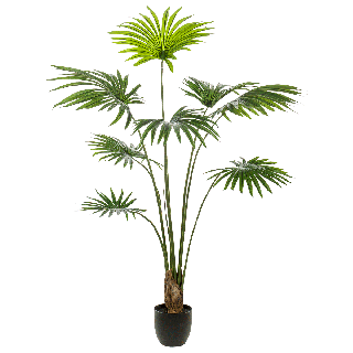 Palm Livistona  Trees