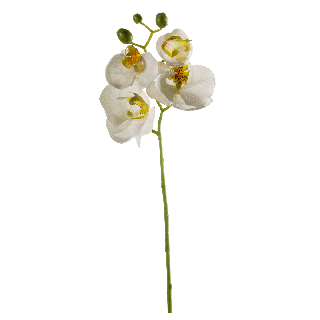 Phalaenopsis  Single Stem