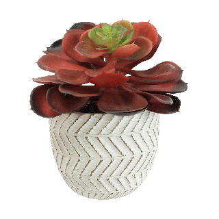 Red Succulent In White Pot