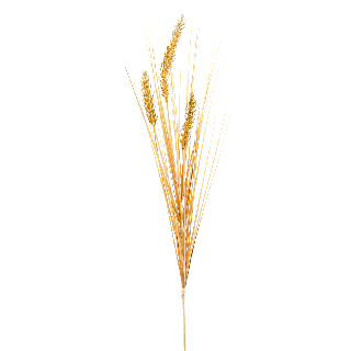 Grain Grass Single Stem