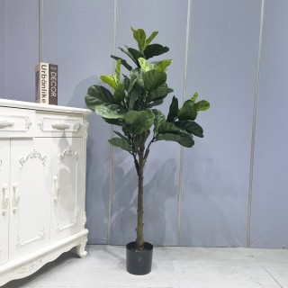 Ficus Lyrata Tree 150 Cm