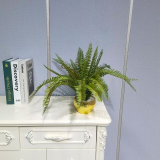 Mimosa Potted Plant 40 Cm