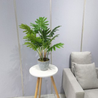 Philodendron Potted Plant 70 Cm
