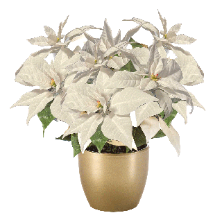 Poinsettia Bush X3 White 32Cm In Gold Pot