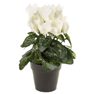 Cyclamen Bush Succulent + Bonsai