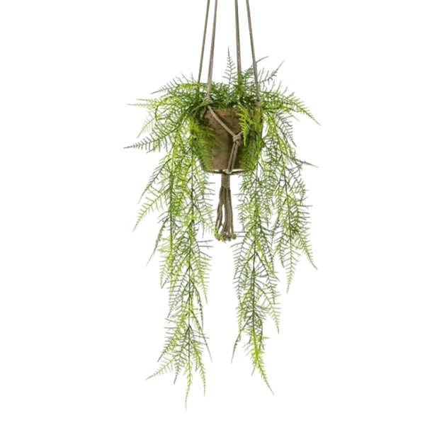 Asparagus Plumosus Hanging Bush 80 Cm