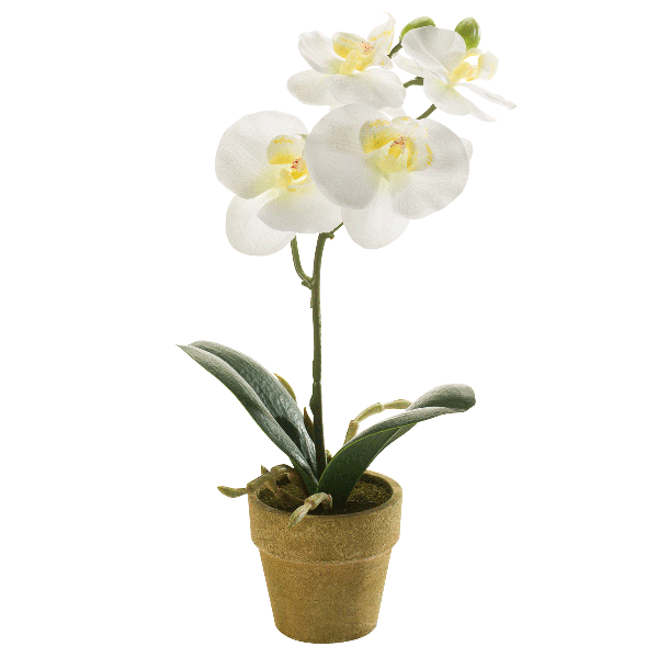 Phalaenopsis Potted Plant