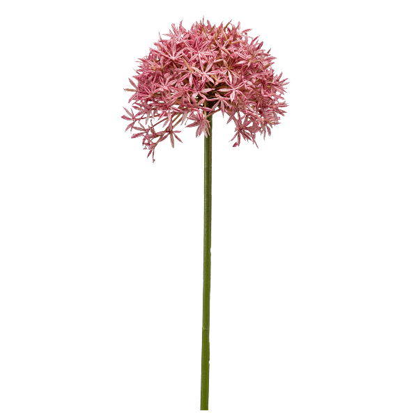 Allium Single Stem