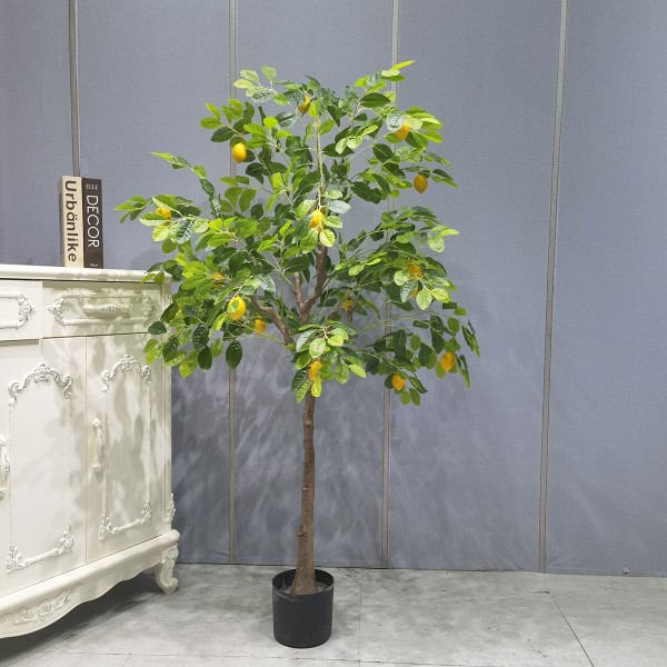 Lemon Tree 170 Cm