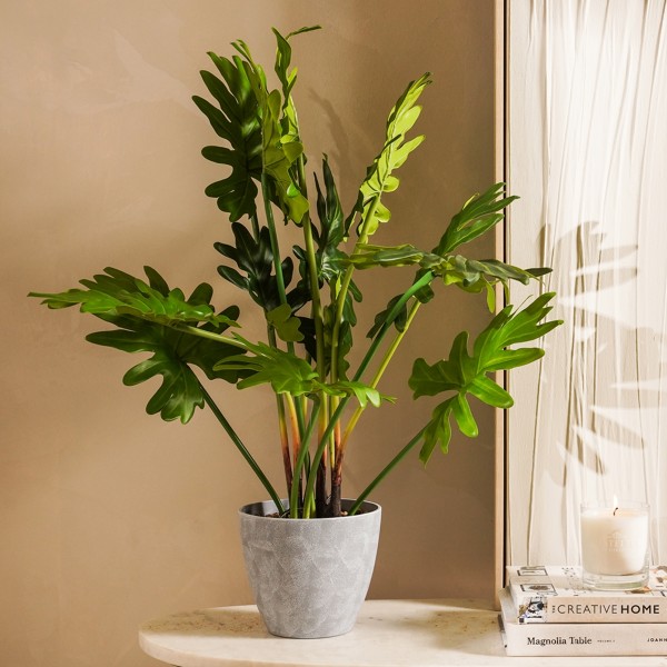 Philodendron Potted Plant 70 Cm