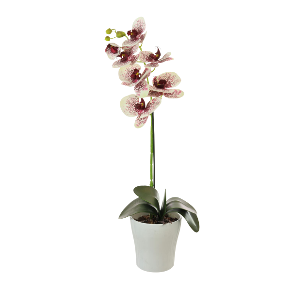 Orchid Potted Pink 60 cm