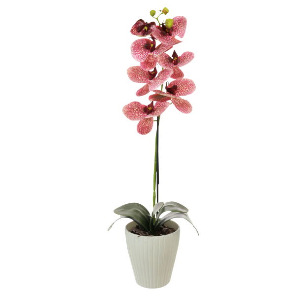 Orchid Potted Fuschia 60 cm