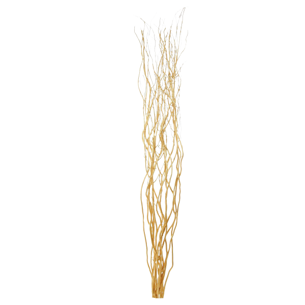 Contorted Willow Gold 128 cm