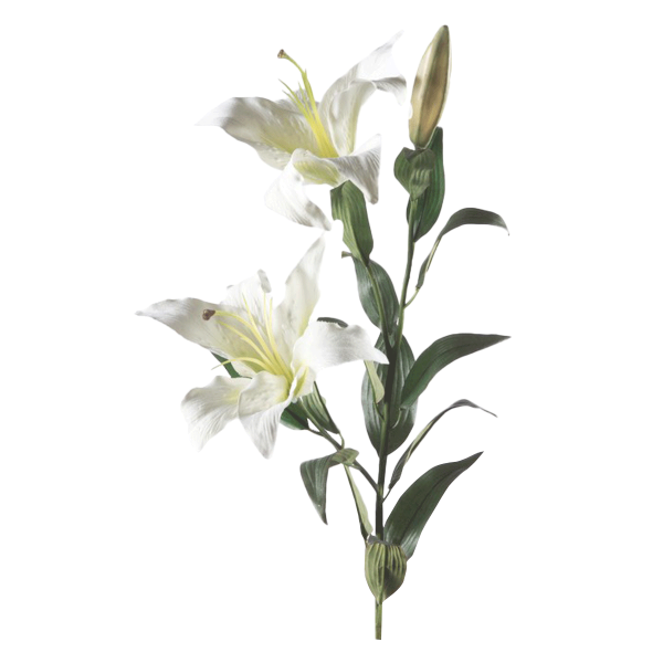 غصن زهرة الزنبق - أبيض 