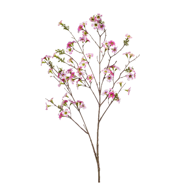 نبتة ليبتوسبيرموم فواحة بنفسجي 105 سم