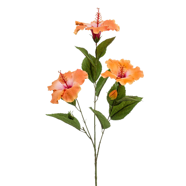 نبتة كركديه فواحة مع ثلاث أزهار برتقالية 82 سم