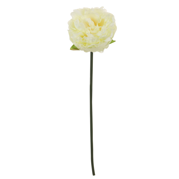 زهرة الفاوانيا قصير الجذع بلون كريمي 36 سم