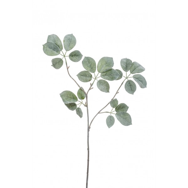 نبتة بيبي شيفليرا خضراء/رمادي بطول 69 سم